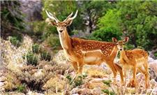 چراغ قرمز برای پروژه «گوزن زرد»/ پروژه احیاء شکست می‌خورد؟