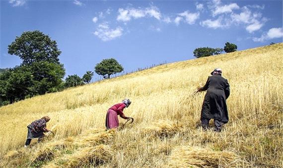 خرید گندم از کشاورزان لرستانی از مرز 3 هزار تن گذشت