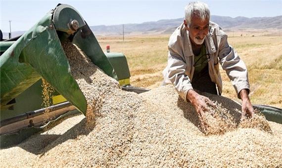 رشد 119 درصدی خرید گندم در لرستان
