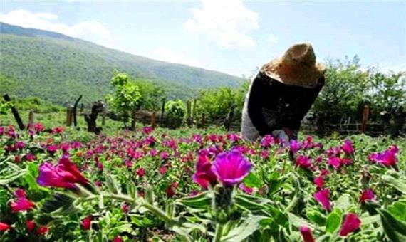 زنجیره ارزشی گیاهان دارویی لرستان تعریف شود