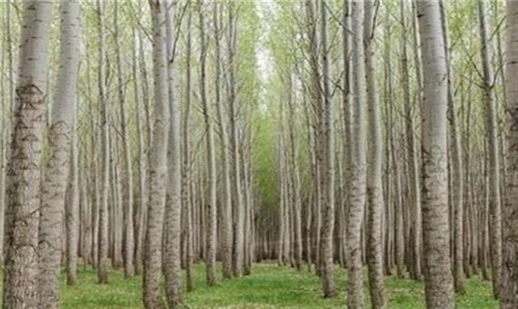 قاچاق بی‌رحمانه درختان ارزشمند بلوط/ چرا جنگل‌های زاگرس ممنوعیت بهره‌برداری چوب ندارد؟