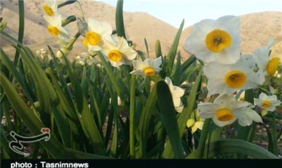 جلوه‌گری بهاری گل نرگس در دشت‌های زمستانه پلدختر
