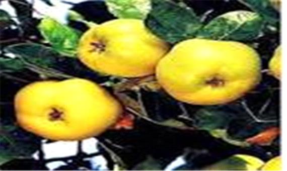 بروجرد مقام اول تولید میوه «بِه» در لرستان/چالش نبود صنایع تبدیلی