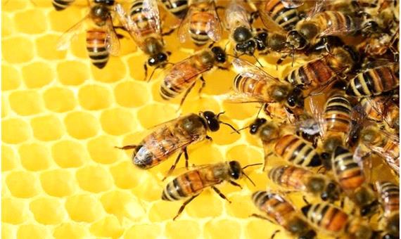تشخیص زمان به روش زنبورها