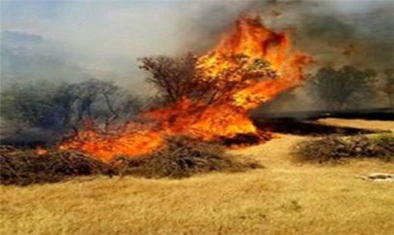 آتش‌سوزی گسترده در جنگل‌های دالاب کوهدشت