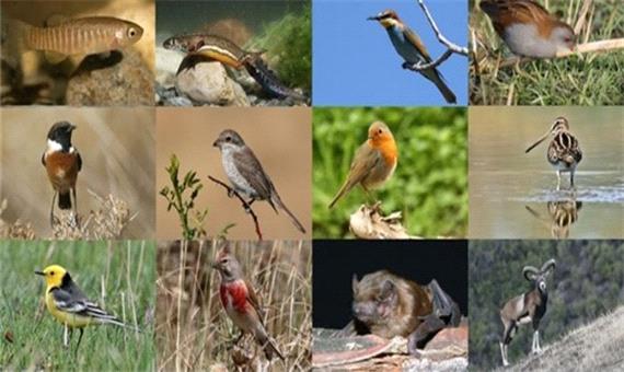 قرار گرفتن بیش از 25 درصد تنوع زیستی گونه‌های جانوری کشور در لرستان