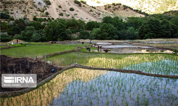 30 پروژه کشاورزی با همکاری بخش خصوصی در لرستان بهره‌برداری می‌شود