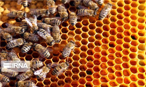 420 تن عسل در شهرستان سلسله تولید شد