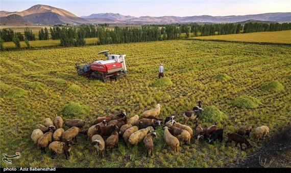 زمین‌های کاشت برنج خرم آباد در انتظار برداشت