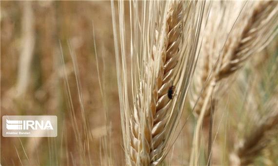 26هزار تن انواع بذر گندم بین کشاورزان لرستان توزیع می‌شود