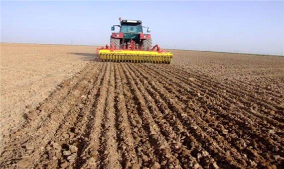کشت بادام زمینی در 2.5 هکتار از اراضی کشاورزی بروجرد انجام شد