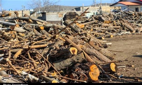 85 تن چوب درخت بلوط در شهرستان بروجرد کشف شد