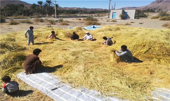 27 هزار تن برنج از شالیزارهای لرستان برداشت شد