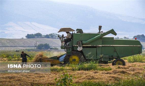 تولید 25 هزار تُن برنج سفید امسال از شالیزارهای دورود