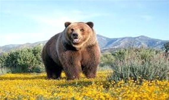 خطر انقراض در کمین خرس لرستان