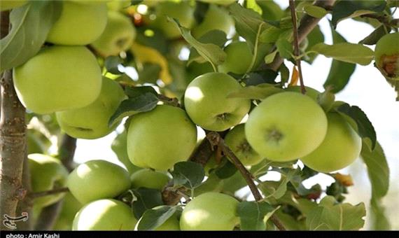 محصول سیب باغداران بروجردی به صنایع تبدیلی نیاز دارد