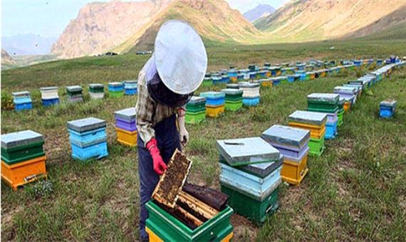 توزیع بیش از 475 تن شکر بین زنبورداران لرستانی