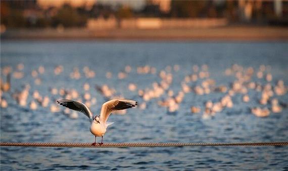 شناسایی 114 گونه پرنده مهاجر در دریاچه شهدای خلیج‌فارس