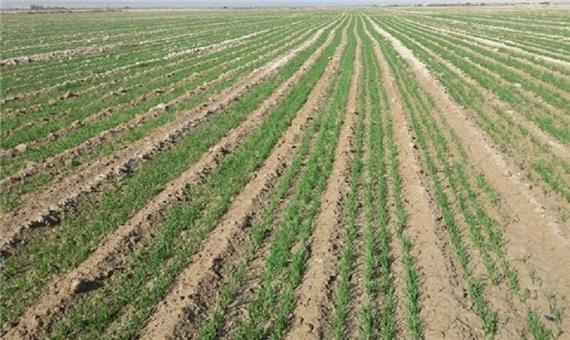 20 درصد محصولات کشاورزی لرستان از اراضی دیم برداشت می‌شود