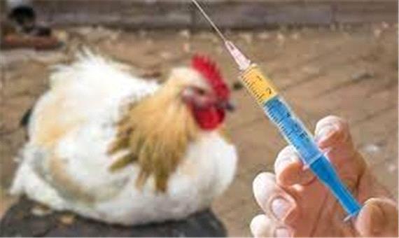 واکسیناسیون رایگان 2 میلیون و 500 هزار قطعه طیور بومی برعلیه نیوکاسل
