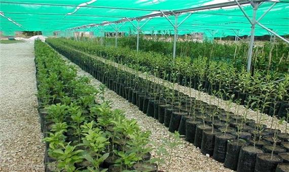 200 هزار اصله نهال به طرح «زراعت چوب» در بروجرد اختصاص یافت