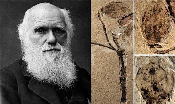راه‌ حل معمای نفرت‌انگیز "داروین"/ کشف قدیمی‌ترین فسیل گیاهی در چین
