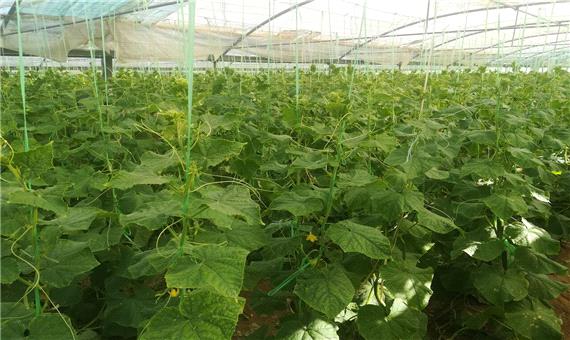 10 هزار تن سبزی و صیفی سالانه در گلخانه‌های لرستان تولید می‌شود