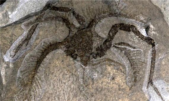 کشف یک جانور دریایی عجیب 450 میلیون ساله!