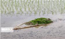 هر هکتار کشت برنج 24 هزار مترمکعب آب نیاز دارد