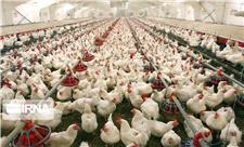 جوجه‌ریزی واحدهای مرغداری‌ لرستان 19 درصد افزایش یافت