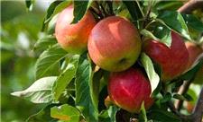 برداشت 10 هزار تن سیب گلاب از باغات بروجرد