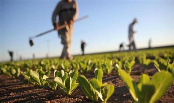 بخش کشاورزی در لرستان 29 درصد اشتغال را تشکیل داده است/ تامین 13 درصد تولید ناخالص ملی