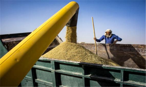 برداشت گندم در لرستان 40 درصد افزایش یافت