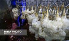 لرستان تأمین‌کننده بخشی از گوشت مرغ سایر استان‌های کشور