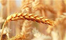 افزایش 112 درصدی خرید گندم از کشاورزان لرستانی