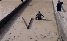 خسارت سیل به مزارع ماهی الیگودرز100 میلیارد تومان برآورد شد
