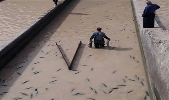 خسارت سیل به مزارع ماهی الیگودرز100 میلیارد تومان برآورد شد