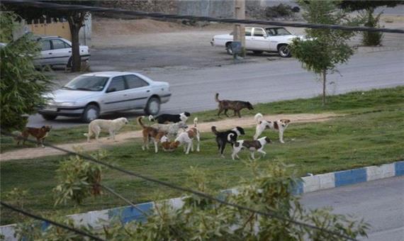 تردد سگ‌های ولگرد در شهر پلدختر/ جولان گله سگ‌ها در مسیر آزادراه پل زال