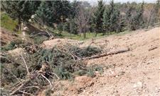 سازمان بوستان‌ها و مناطق 22 گانه زحمات زیادی برای نگهداشت درختان متحمل می‌شوند