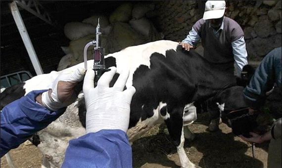 واکسیناسیون دام‌های سیل زده شهرستان الیگودرز