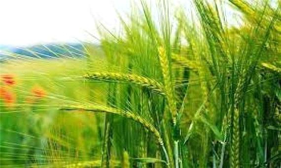 خرید تضمینی 255 هزارتن گندم مازاد بر نیاز کشاورزان در لرستان