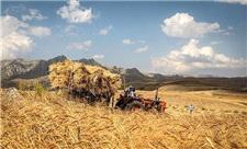 خرید گندم در لرستان از مرز 260 هزار تن گذشت