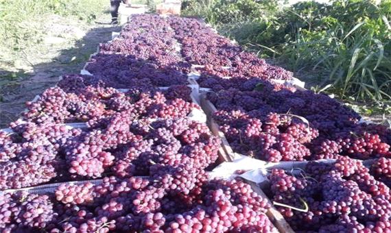 پیش بینی برداشت سه هزار و 800 تن انگور از باغات لرستان
