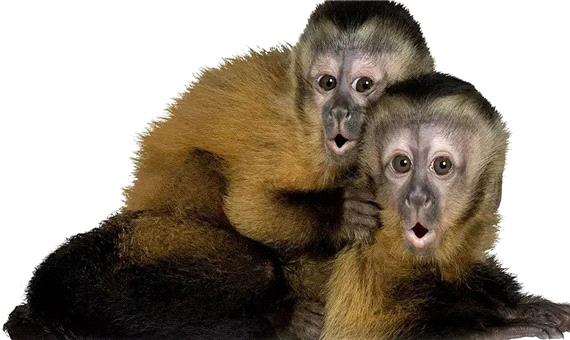 چرا انسان ها برای برقراری ارتباط می‌توانند حرف بزنند ولی میمون ها جیغ می‌کشند؟
