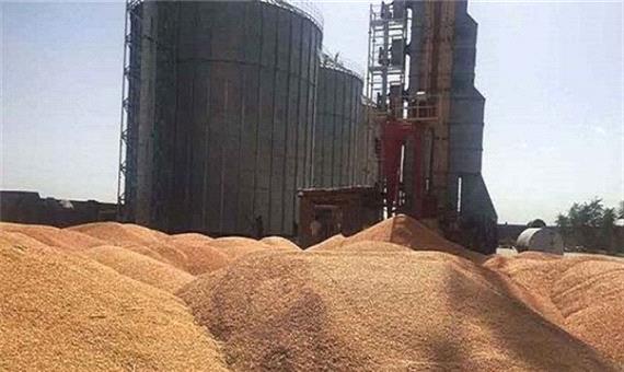 تولید گندم در لرستان رشد 119 برابری داشته است