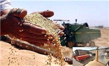 270 هزار تن گندم از کشاورزان لرستان خریداری شد