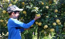 بیش از 72 هزار تن انواع میوه از باغات بروجرد برداشت شد