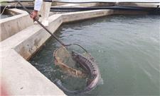 زیرساخت تولید یکهزار تن ماهی خاویاری در لرستان ایجاد شد