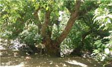 درخت کهنسال گردو در الشتر ثبت ملی می‌شود