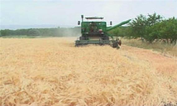 خریداری 43 هزار تن گندم از کشاورزان لرستانی